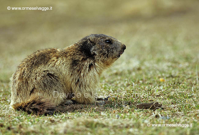 Marmotta 10-28-05